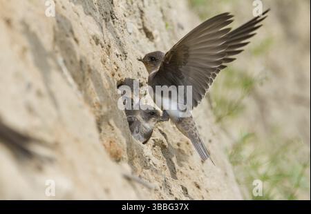 Common Sand Martin - Uferschwalbe - Riparia riparia ssp. riparia, Germania, giovanile, Europa Foto Stock