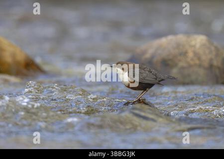 White-throated Dipper (Cinclus cinclus), Carinzia, Austria, Europa Foto Stock