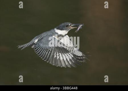 Kingfisher con cintura (Megaceryle alcyon) maschio che vola con una preda di pesce nel suo becco, Colorado, USA, Nord America Foto Stock