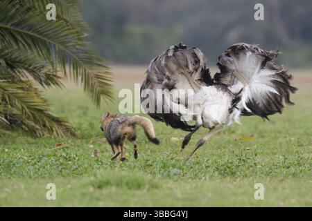 Greater Rhea (Rhea americana) inseguendo Pampas Fox (Lycalopex gymnocercus), Corrientes, Argentina, Sud America Foto Stock