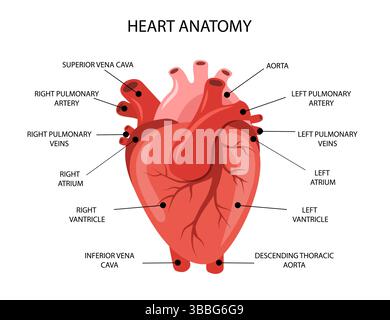 Anatomia del cuore umano. Struttura medica di organo interno. Poster informativo educativo. Illustrazione vettoriale in stile cartone animato piatto Illustrazione Vettoriale