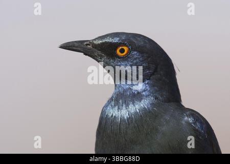 Cape Starling (Lamprotornis nitens), Namibia, Africa Foto Stock