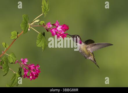 Anna Hummingbird male (Calypte anna) - Victoria BC, Canada, Nord America Foto Stock