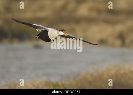 Common Eider (Somateria mollissima) maschio Flying, Manitoba, Canada, Nord America Foto Stock