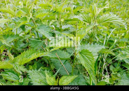 Vista dettagliata delle piante di ortica verde che crescono densamente tra l'erba selvatica, mostrando le loro foglie frastagliate e la consistenza naturale. Foto Stock