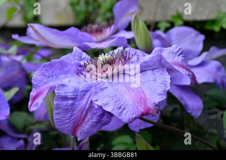 Fiori primaverili viola e rossi di Clematis 'Mrs N. Thompson', giardino britannico maggio Foto Stock