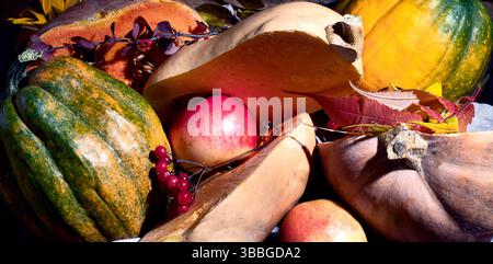 Zucche. Natura morta del cibo stagionale in autunno Foto Stock