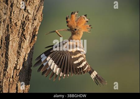 Hoopoe epop epops (Upupa epops), alimentazione giovanile in cavità riproduttiva, Lombardia, Italia, Europa Foto Stock