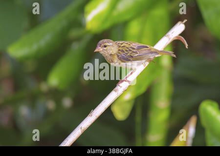 Red Fody (Foudia madagascariensis) femmina, Bird Island, Seychelles, Africa Foto Stock