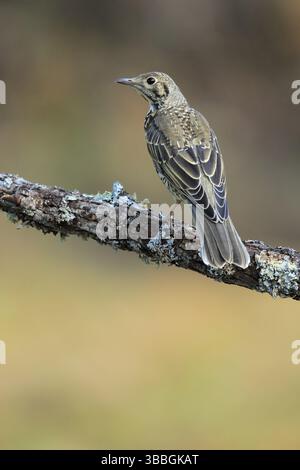Mistle Thrush (Turdus viscivorus) giovanile, Andalusia, Spagna, Europa Foto Stock
