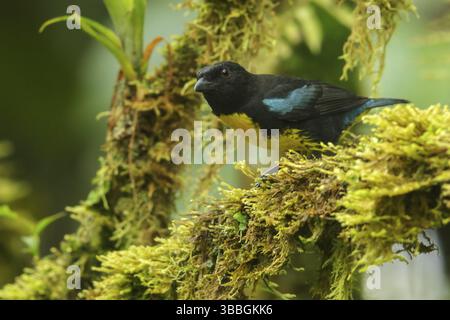 Tanager nero e oro (Bangsia melanochlamys) arroccato su un ramo delle Ande in Colombia Foto Stock