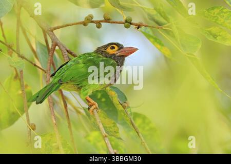 Uccello esotico dallo Sri Lanka. Barbet a testa marrone, Megalaima zeylanica, arroccato sul ramo. Uccello nel bellissimo habitat. Barbet dallo Sri Lanka, selvatico Foto Stock