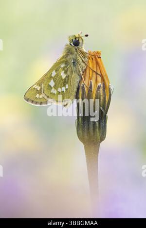 Der Komma-Dickkopffalter (Hesperia comma) Foto Stock