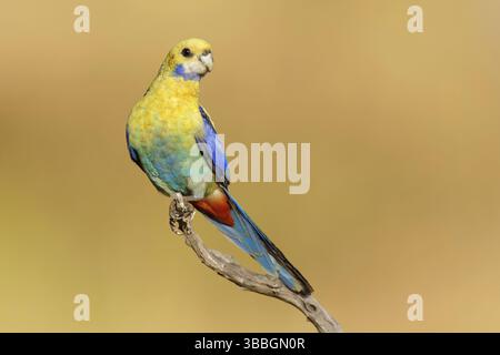 Rosella dalla testa pallida (Platycercus adscitus), Queensland, Australia, Oceania Foto Stock
