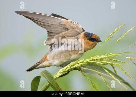 Cave Swallow Hirundo fulva Austin, Texas, Stati Uniti 19 settembre Immature HIRUNDINIDAE Cave Swallow Foto Stock