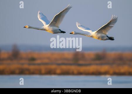 Singschwan (Cygnus cygnus) Rastvogel, Schwan, Singschwan, Livello, Voegel, Vogel, Whooper Swan, inverno, Zugvogel Foto Stock