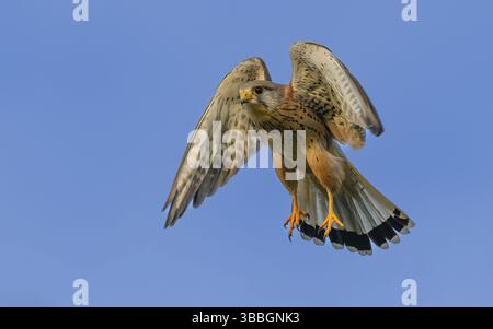 Turmfalke (Falco tinnunculus) Foto Stock