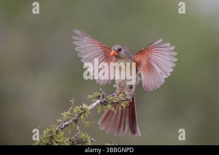 Cardinalis cardinalis (Cardinalis cardinalis), volo femminile, Texas, Stati Uniti, Nord America Foto Stock