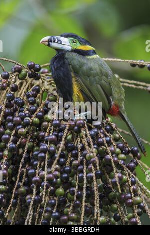 Toucanet (Selenidera maculirostris) a base di palme nella foresta pluviale atlantica del sud-est del Brasile Foto Stock