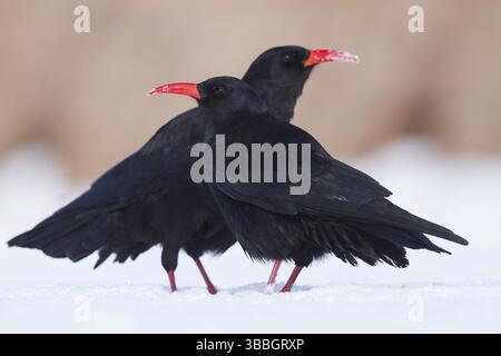 Pasta a becco rosso - Alpenkraehe - Pyrrhocorax parrhocorax ssp. barbarus, Marocco, adulti, Africa Foto Stock