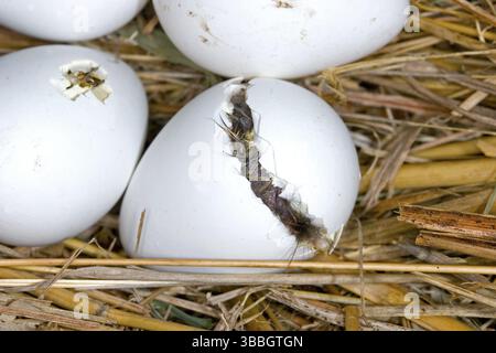 Northern Bobwhite Colinus virginianus Minneapolis, Minnesota, Stati Uniti 8 giugno Immatura appena schiusa. Phasianidae Foto Stock