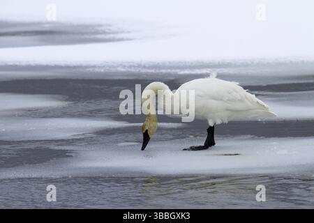 Trombettiere Swan (Cygnus buccinator), Stati Uniti, Nord America Foto Stock