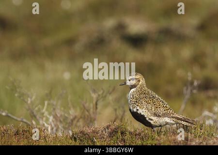 European Golden Plover (Pluvialis apricaria), Yorkshire Dales, Regno Unito, Europa Foto Stock