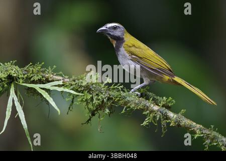 Saltatore con gola di buff (Saltator maximus) appollaiato su una filiale in Costa Rica, America centrale Foto Stock