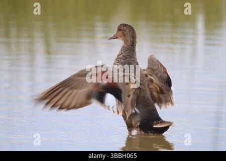 Gadwall (Mareca strepera) maschio che sbatte le ali, Maiorca, Spagna, Europa Foto Stock