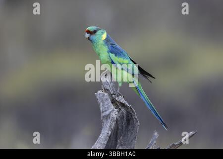 Mallee Ringneck (Barnardius zonarius barnardi) maschio arroccato su un vecchio ceppo d'albero, Victoria, Australia, Oceania Foto Stock