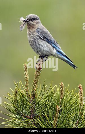 Mountain Bluebird (Sialia currucoides) femmina con insetti nel becco, Columbia Britannica, Canada, Nord America Foto Stock