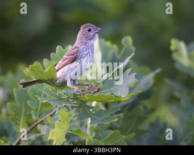 Rosefinch comune (Carpodacus erythrinus) femmina, Meclemburgo-Pomerania occidentale, Germania, Europa Foto Stock