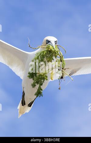 Gannet settentrionale (Morus bassanus) in volo con materiale di nidificazione in becco, Isole Saltee, Irlanda, Europa Foto Stock