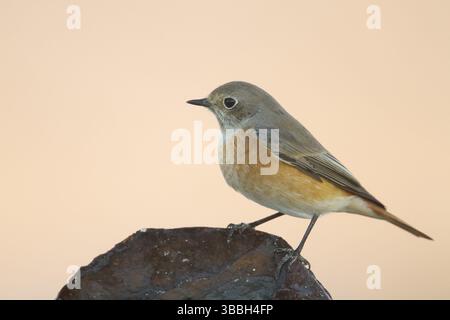 Redstart comune - Gartenrotschwanz - Phoenicurus phoenicurus ssp. Phoenicurus, Germania, uomo adulto, Europa Foto Stock