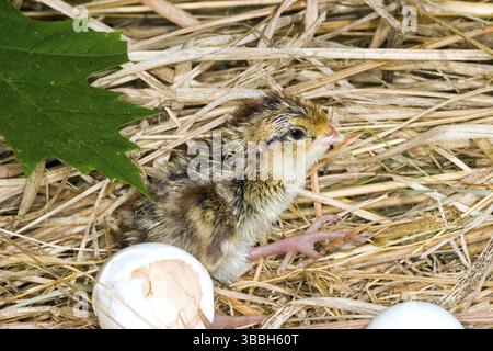 Northern Bobwhite Colinus virginianus Minneapolis, Minnesota, Stati Uniti 8 giugno Immatura appena schiusa con un dente d'uovo ancora attaccato a Bill. Phasia Foto Stock