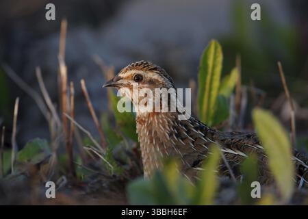 Quaglia comune (Coturnix coturnix), Maiorca, Spagna, Europa Foto Stock