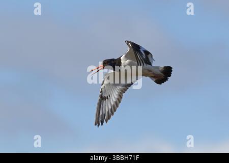 Oystercatcher eurasiatico (Haematopus ostralegus) chiamata in volo, Islanda, Europa Foto Stock