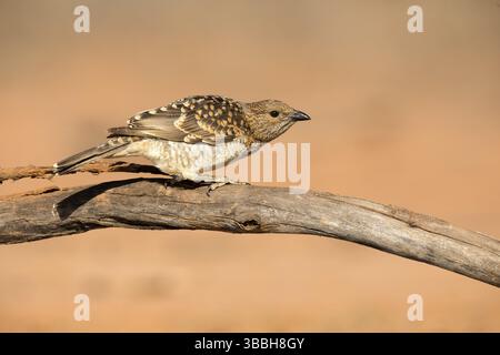 Avvistato Bowerbird (Chlamydera maculata) arroccato su un ramo, Queensland, Australia, Oceania Foto Stock