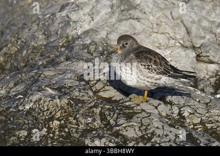 Sandpiper viola (Calidris maritima), New Jersey, Stati Uniti, Nord America Foto Stock