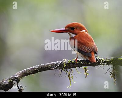 Kingfisher pigmeo del Madagascar (Corythornis madagascariensis), Isalo, Madagascar, Africa Foto Stock