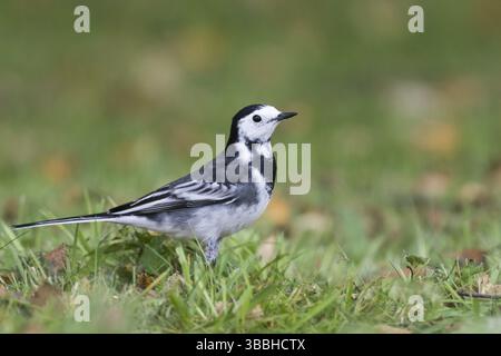 Pied Wagtail - Trauerbachstelze - Motacilla alba ssp. Yarelli, Gran Bretagna Foto Stock