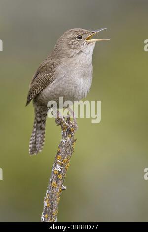 House Wren (Troglodytes aedon) canto, Columbia Britannica, Canada, Nord America Foto Stock