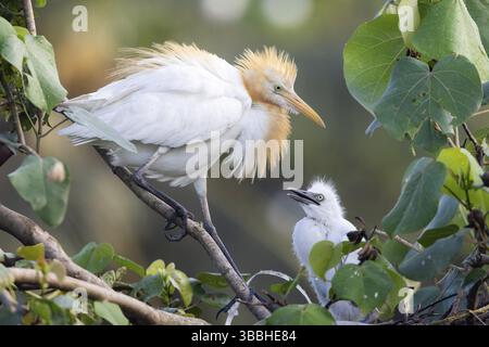 Egret di bovini orientali (Bubulcus coromandus) con pulcino, Bali, Indonesia, Asia Foto Stock
