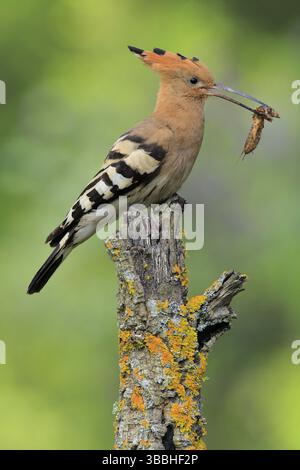 Hoopoe epops (Upupa epops) eurasiatica con cricket europeo (Gryllotalpa gryllotalpa) in becco, Andalusia, Spagna, Europa Foto Stock