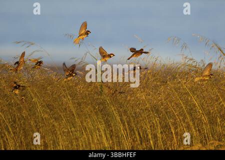 Passero spagnolo (Passer hispaniolensis), volo di gregge, Grecia, Europa Foto Stock