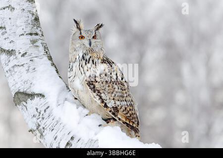 Scena invernale con il gufo della grande aquila siberiana orientale, il bubo bubo sibiricus, seduto nell'albero di betulla con la neve nella foresta Foto Stock
