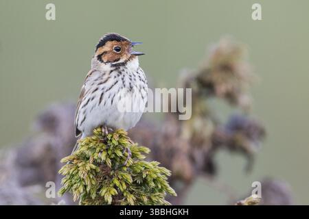 Little Buntint - Zwergammer - Emberiza pusilla, Russia, Europa Foto Stock
