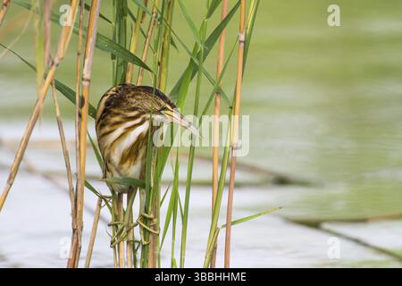 Little Bittern (Ixobrychus minutus) Foraging giovanile, Turingia, Germania, Europa Foto Stock