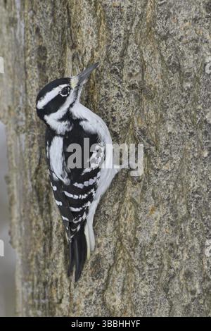Peloso picchio (Leuconotopicus villosus) femminile, Ontario, Canada, Nord America Foto Stock