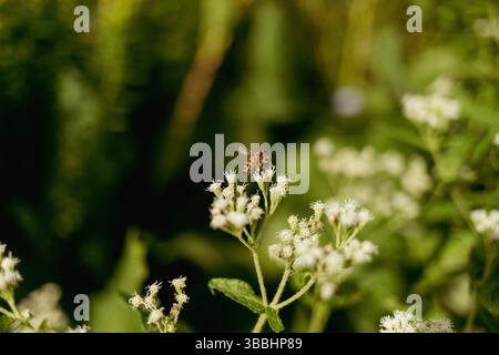 Primo piano dell'impollinazione delle api mellifere su White Snakeroot Foto Stock